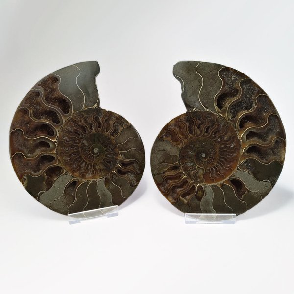 Ammonit Fossilien Paar